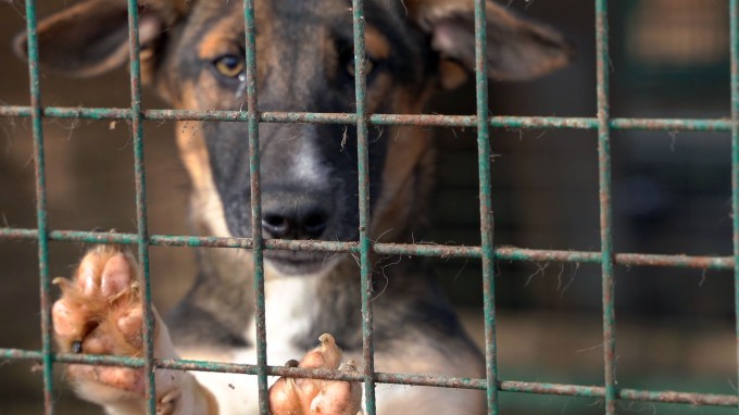 230 собак было стерилизовано во Владикавказском питомнике за три дня.
