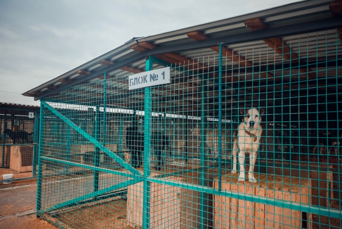 Десятки мест в переполненном питомнике Владикавказа занимают невозвращенцы. Это потенциально опасные собаки - бойцовые породы, помеси крупных пород и огромные алабаи.