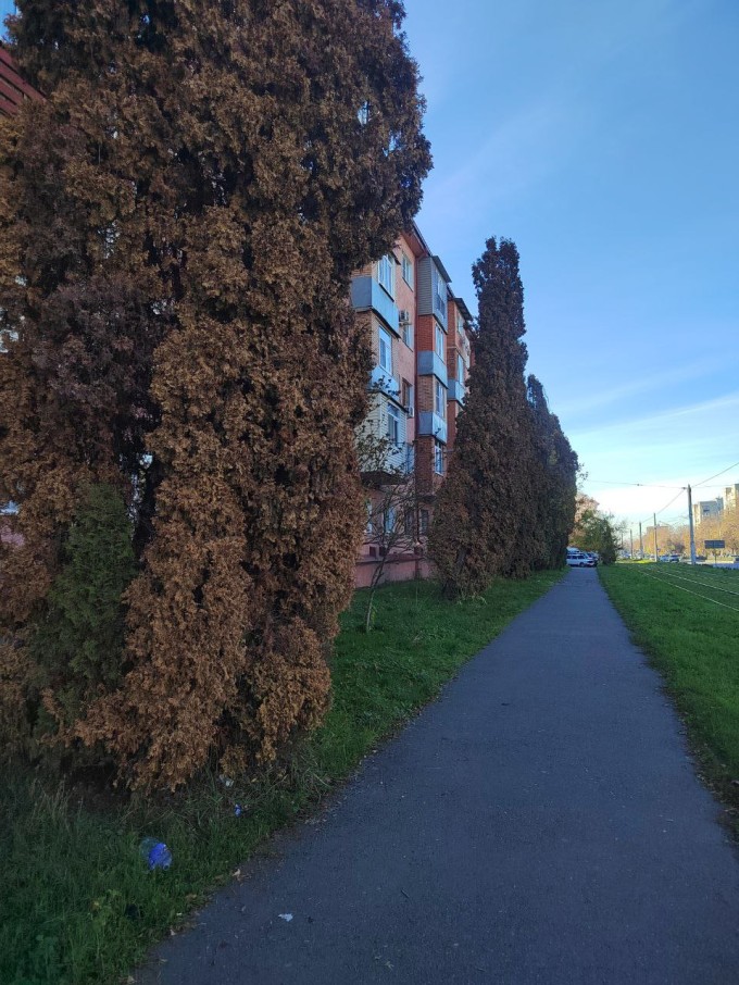 Во Владикавказе убирают заражённые туи, чтобы избежать распространения вредителя