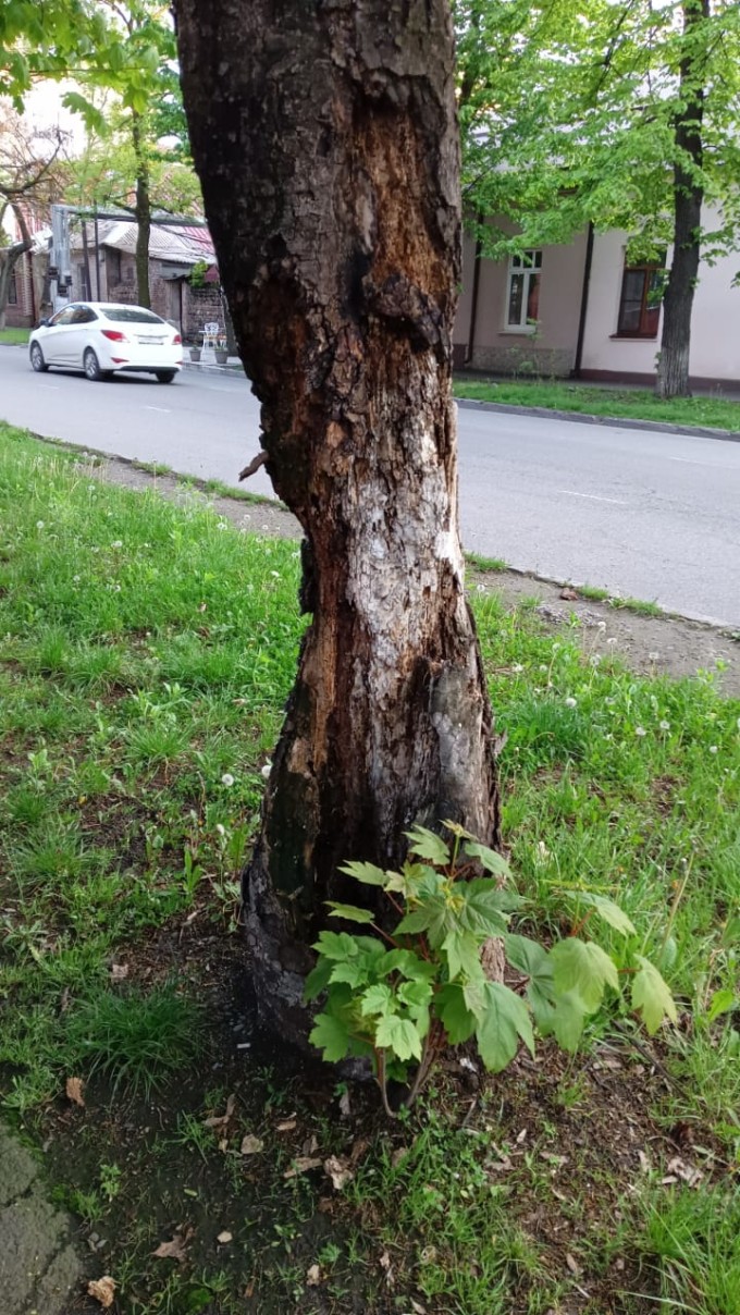 В целях обеспечения безопасности граждан по улице Карла Маркса проходит санитарная вырубка аварийных деревьев. 
