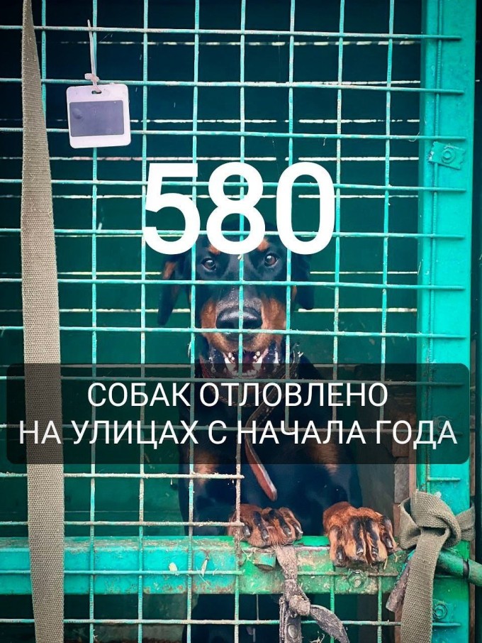 С начала 2025 года жители Владикавказа забрали из городского питомника 19 собак.