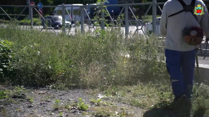 АМС Владикавказа просит жителей помочь в борьбе с амброзией