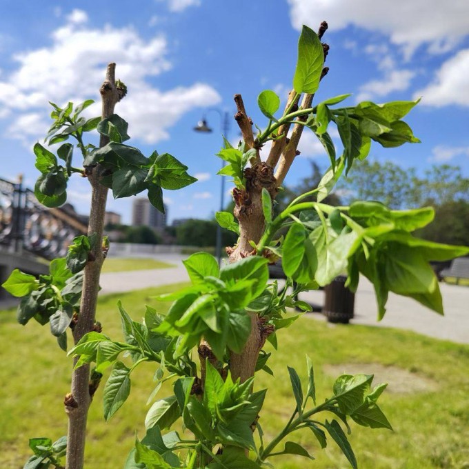 Тарас Бульба, Красная Москва, Мулатка  
