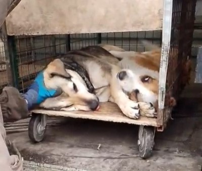  В ТГ-канал администрации Владикавказа поступило сообщение жительницы Владикавказа с жалобой на агрессивное поведение безнадзорных собак в районе поселка Спутник.