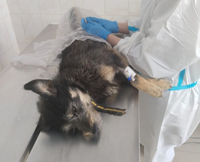 Городской питомник продолжает стерилизацию беспризорных собак. 