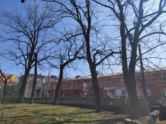 Во Владикавказе продолжается санитарная обрезка деревьев, угрожающих безопасности горожан