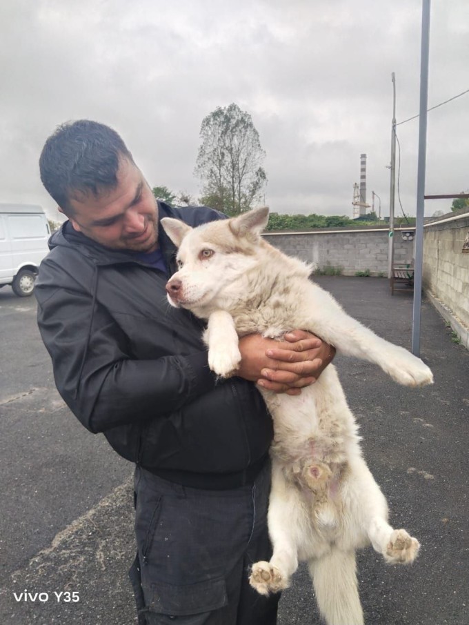 Хэппи-энд по-собачьи. Добрая инициатива уже приносит плоды. 