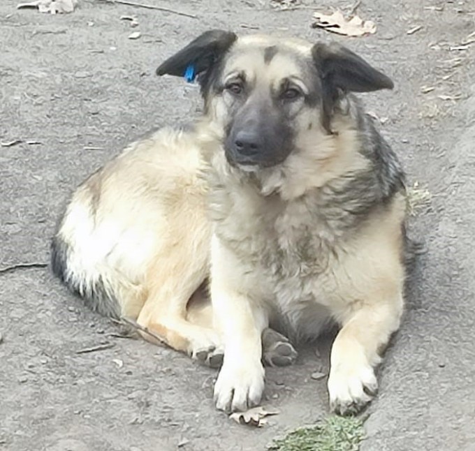 «Владпитомник» работает в штатном режиме