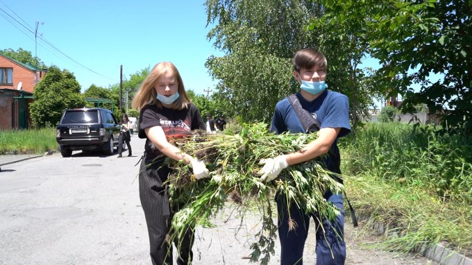 Во Владикавказе проходят мероприятия по борьбе с амброзией