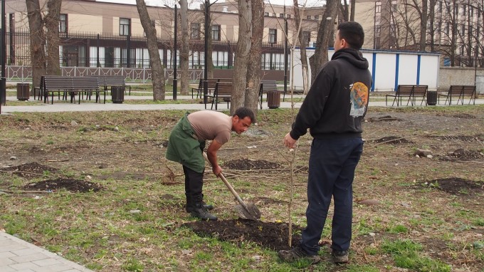 Сезон посадки деревьев во Владикавказе продолжается с поздней осени до ранней весны.