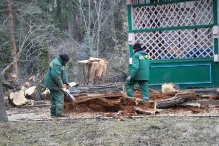В Центральном парке Владикавказа проводится  плановое кронирование деревьев