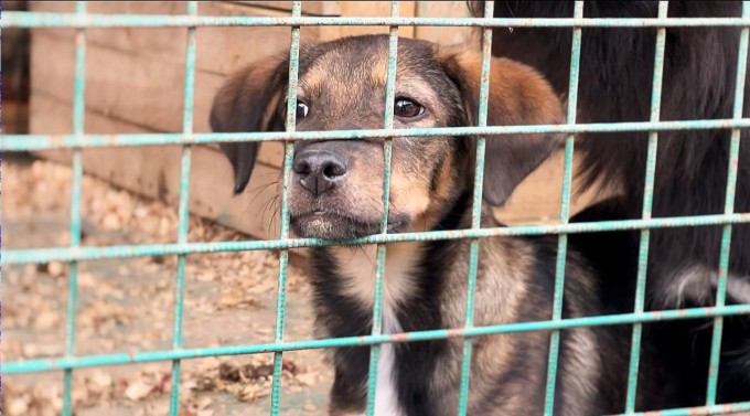 Еще шесть собак из Владикавказского питомника обрели новые дома