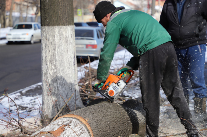 Во Владикавказе продолжается плановая обрезка деревьев