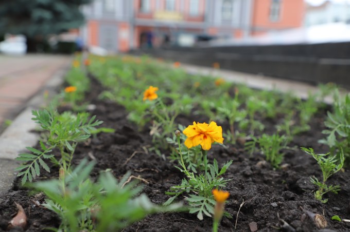 Во Владикавказе зацветают сезонные цветы.