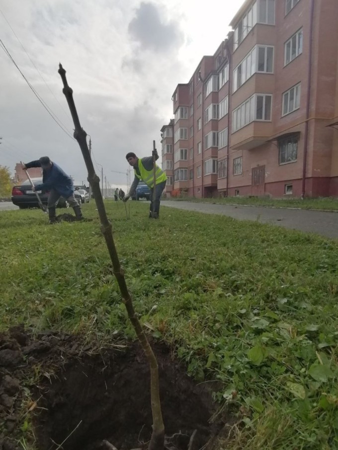 Сегодня на улицах Хадарцева и Курсантов-Кировцев высажены первые сто саженцев павловнии. 