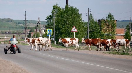 УГИБДД МВД по РСО-Алания призывает владельцев домашнего скота тщательно следить за животными, держать их на привязи или в загоне